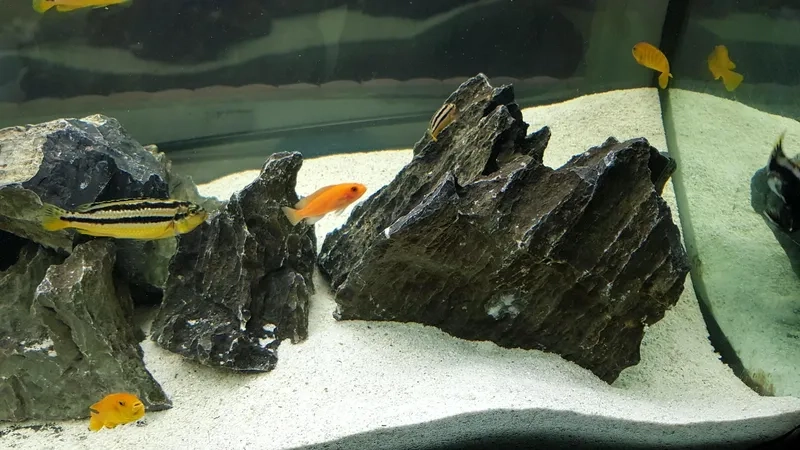 Cận cảnh dòng đá kẹp kem thủy sinh