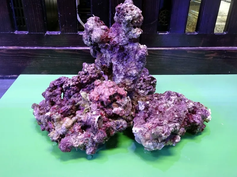 Ngắm ảnh đá sống đẹp mê hoặc mọi ánh nhìn