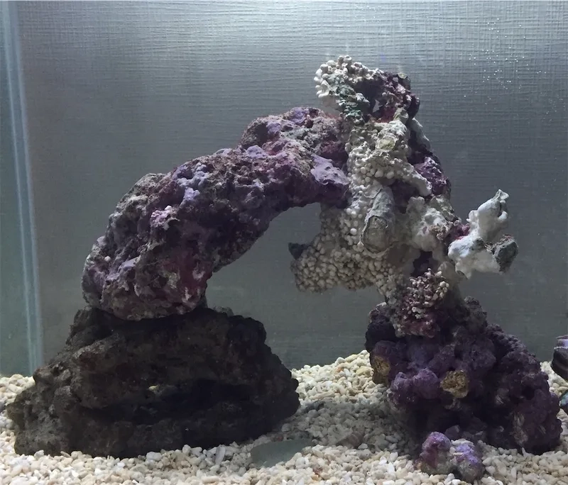 Ngắm đá sống tự nhiên đẹp như trong đại dương thật