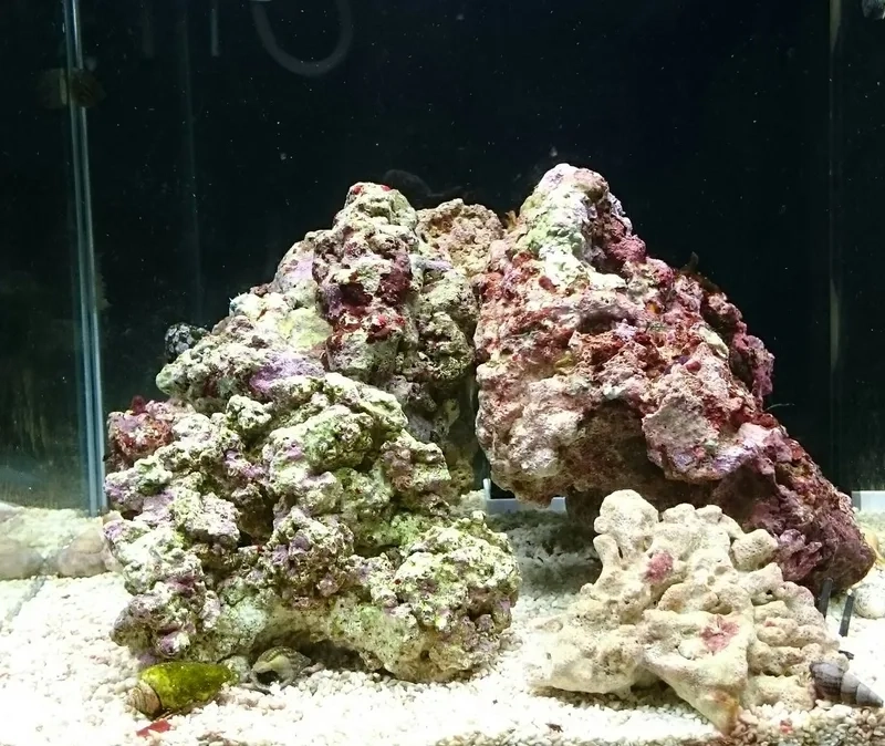 Khám phá sinh vật trong đá sống sống động và tự nhiên