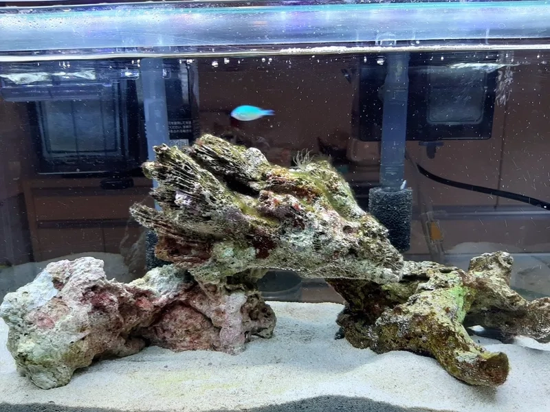 Ngắm ảnh đá sống setup tuyệt đẹp cho bể thủy sinh