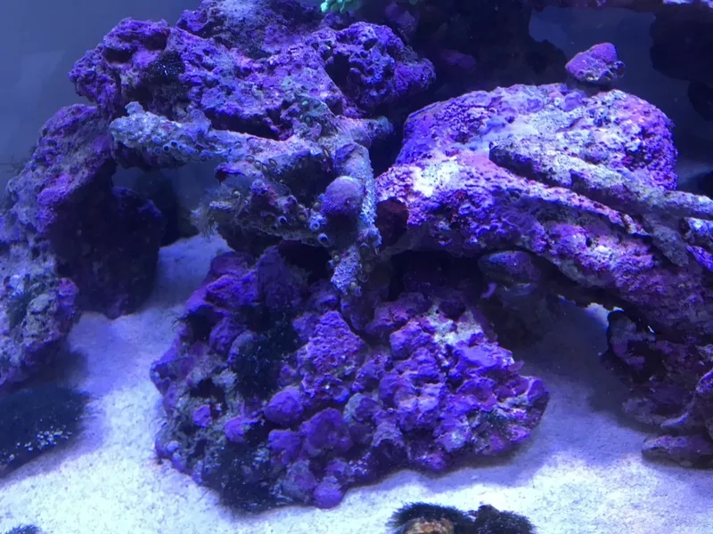 Khám phá bán đá sống uy tín và đa dạng tại shop