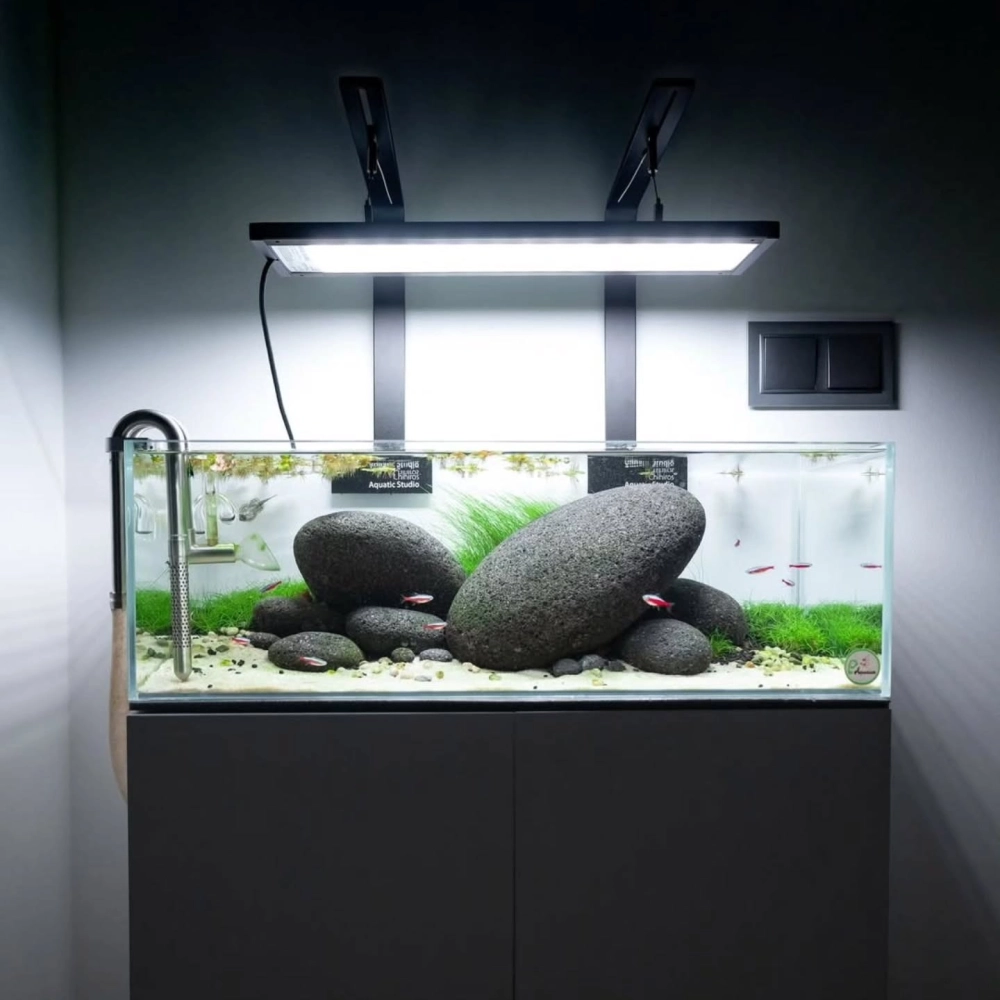 Bộ sưu tập đá trang trí bể cá đa dạng chủng loại