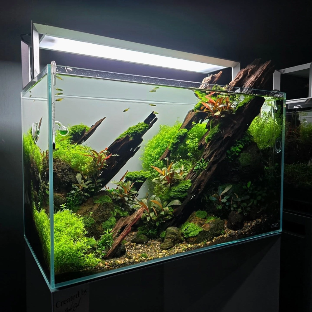 Mẫu bể cá sử dụng đá cảnh tạo hang hốc cho cá trú ẩn