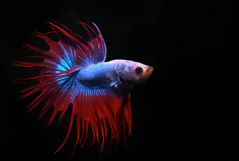 Cá Betta lông dài bơi mềm mại rất hút mắt
