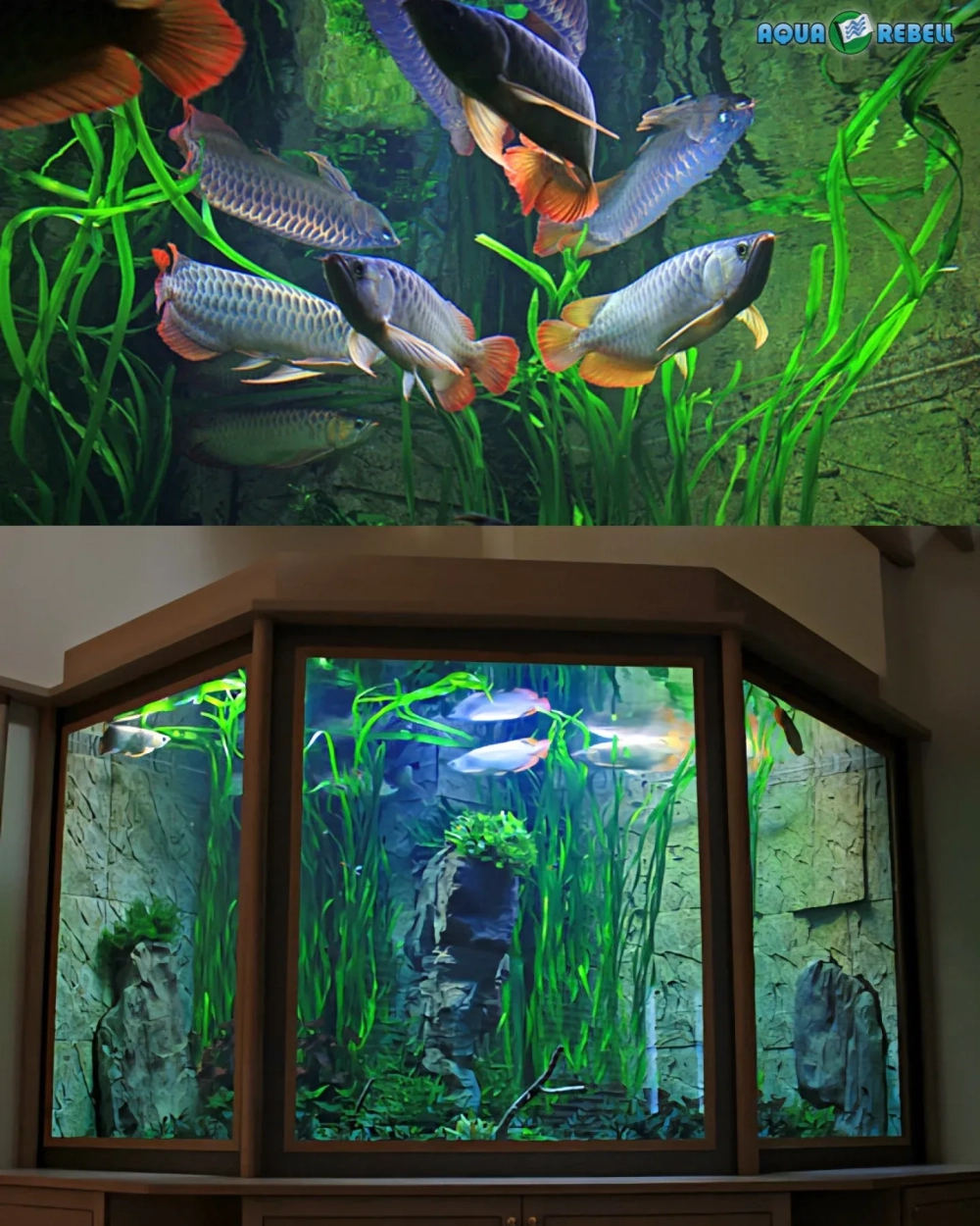 Mẫu thiết kế hồ cá Rồng đẹp cho biệt thự cao cấp