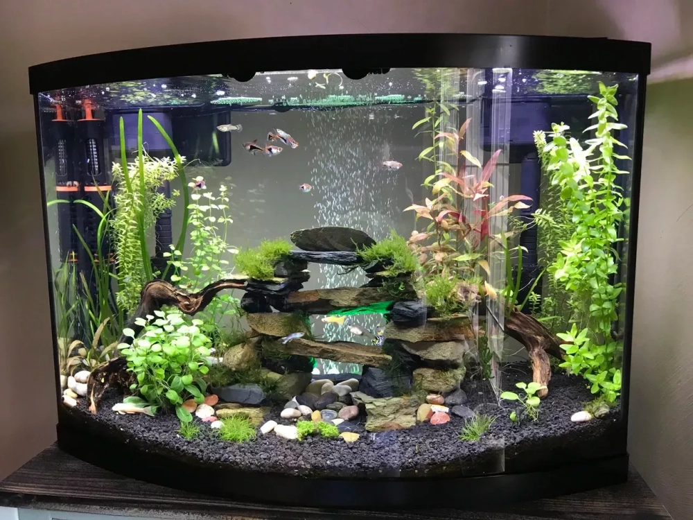 Mô hình núi đá thu nhỏ bên trong bể cá Rồng độc đáo