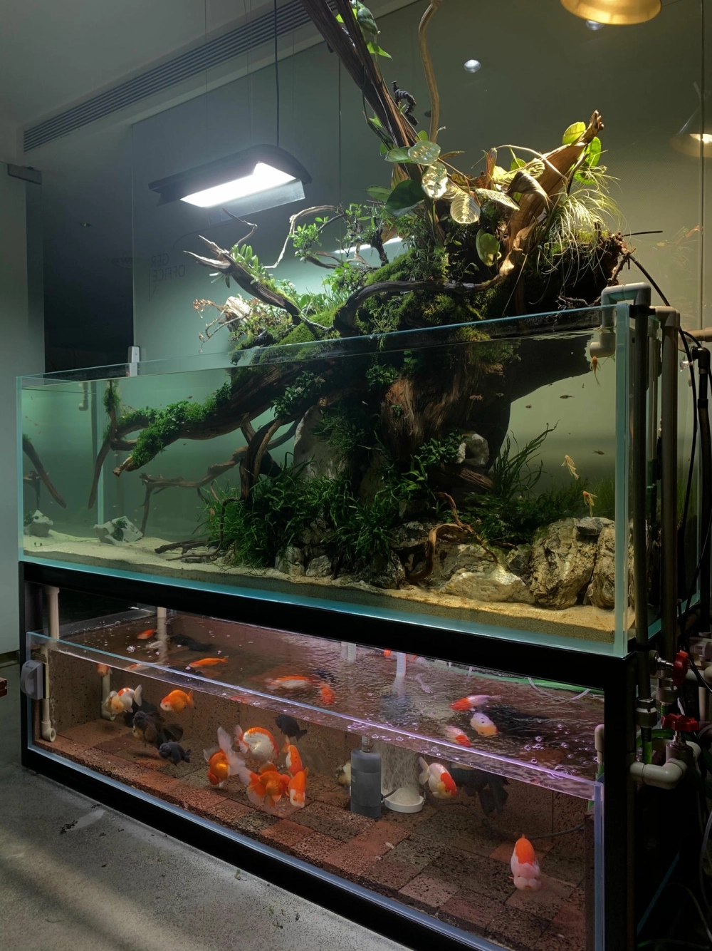 Bể cá Rồng phong cách tối giản thu hút mọi ánh nhìn