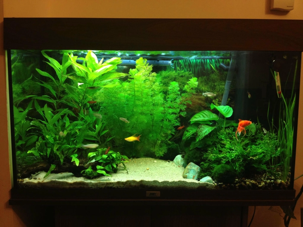 Mẫu trang trí hồ cá cảnh với hệ thống lọc tràn tinh tế