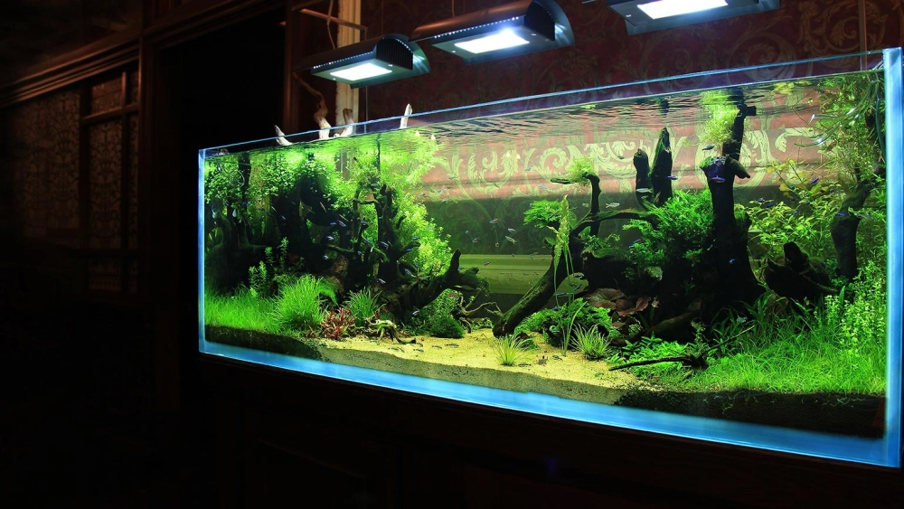 Thiết kế hồ cá Rồng phong cách thủy sinh hiện đại