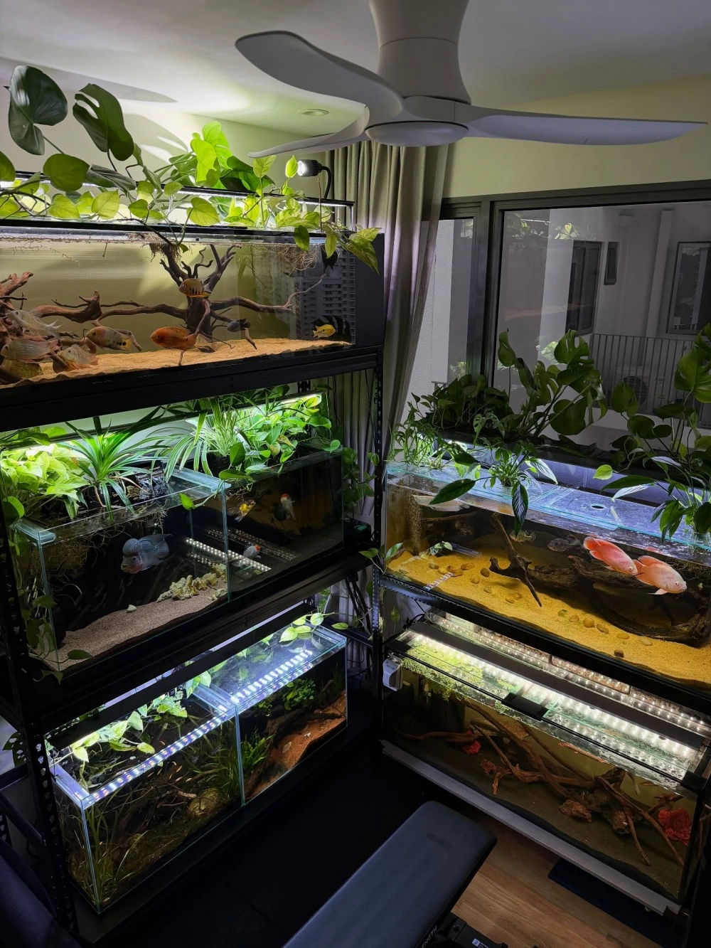 Bể cá Rồng trang trí bằng lũa gỗ tự nhiên tạo vẻ hoang sơ