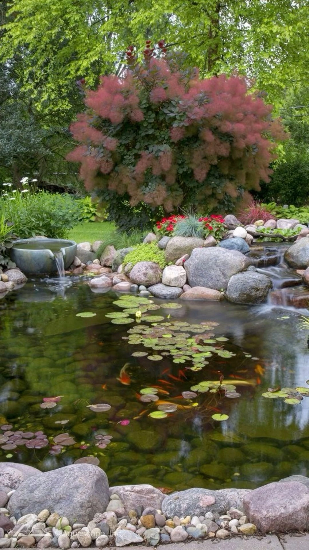 Hình ảnh hồ cá Koi nước trong vắt nhìn rõ đáy