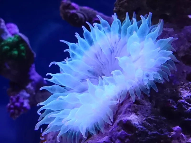 Ngắm hình hải quỳ HD sắc nét từng chi tiết