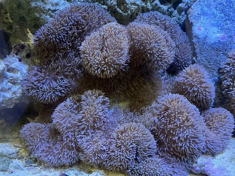 So sánh giá hải quỳ để chọn loại chất lượng