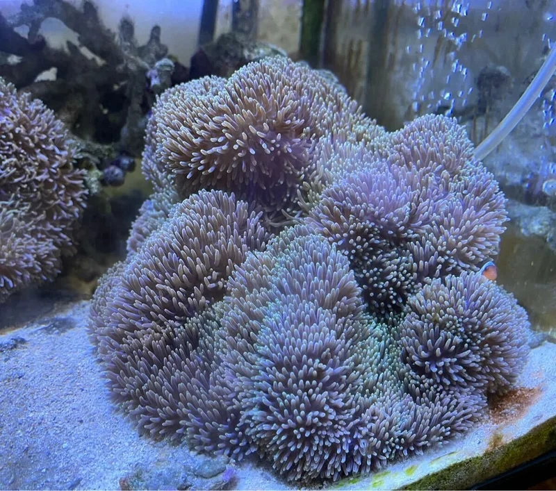 Hướng dẫn nuôi hải quỳ dễ dàng và hiệu quả