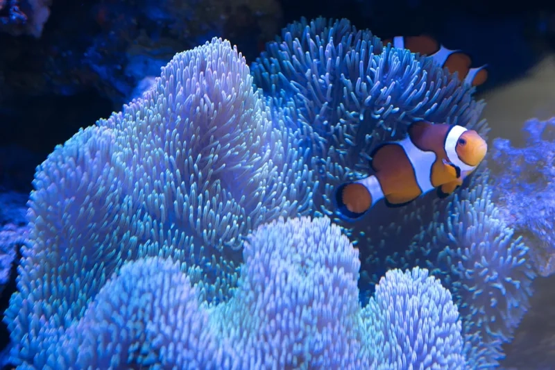 Ngắm hình hải quỳ cảnh rực rỡ cho bể thủy sinh