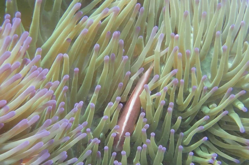 Thưởng thức hình hải quỳ biển sống động như đại dương