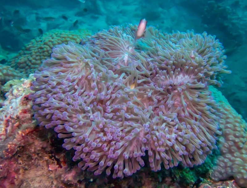 Ngắm ảnh hải quỳ đẹp nhất nổi bật từng chi tiết