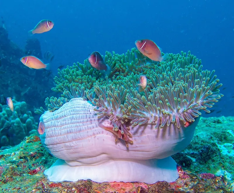 Đặc điểm của Hải Quỳ sinh động và rực rỡ