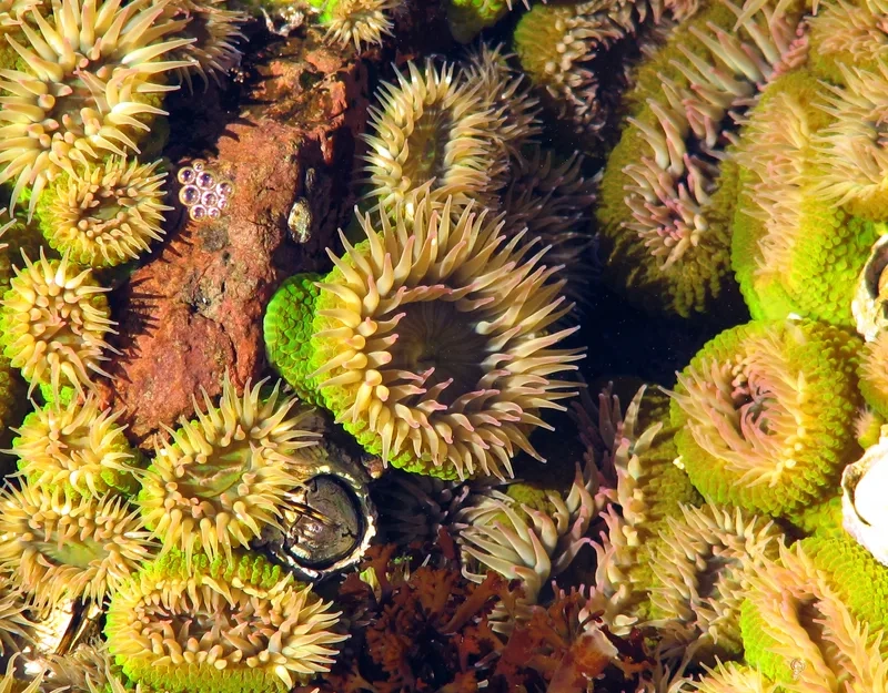 Tạo hình nền hải quỳ rực rỡ cho màn hình máy tính