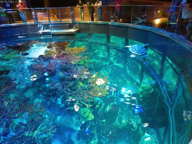 Chiêm ngưỡng hồ cá biển đẹp nhất rực rỡ sống động