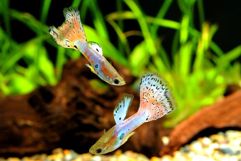 Thưởng thức vẻ tự nhiên với ảnh hồ cá biển đẹp tự nhiên