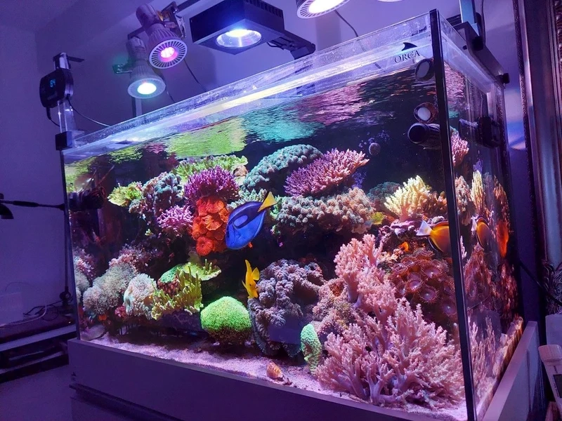 Khám phá các kiểu hồ cá biển đẹp đa dạng và độc đáo