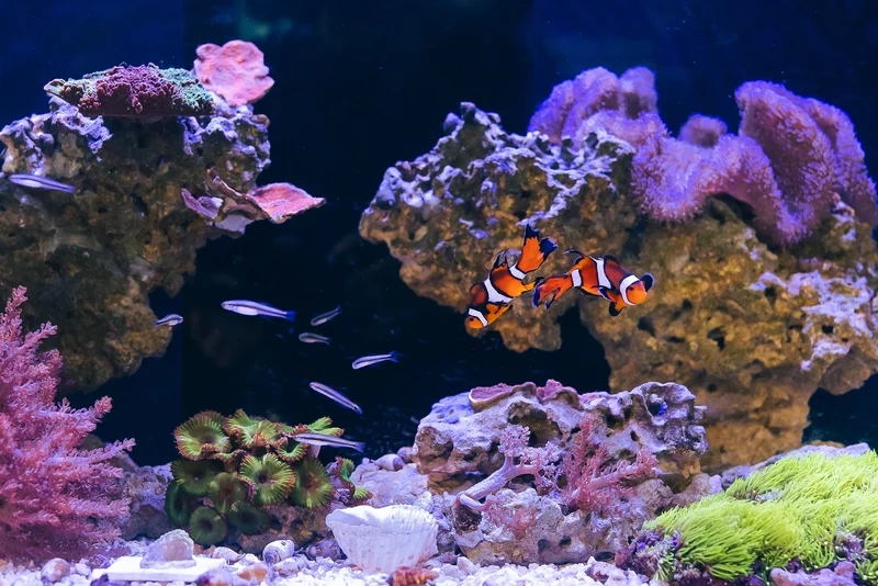 Dễ dàng setup hồ cá biển đẹp đơn giản nhưng sang