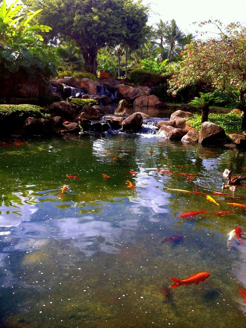 Ngắm hồ cá Koi đẹp thư giãn không gian xanh