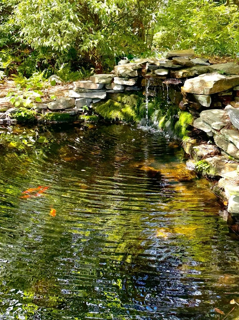 Sở hữu hồ cá Koi đá tự nhiên sinh động và sang trọng