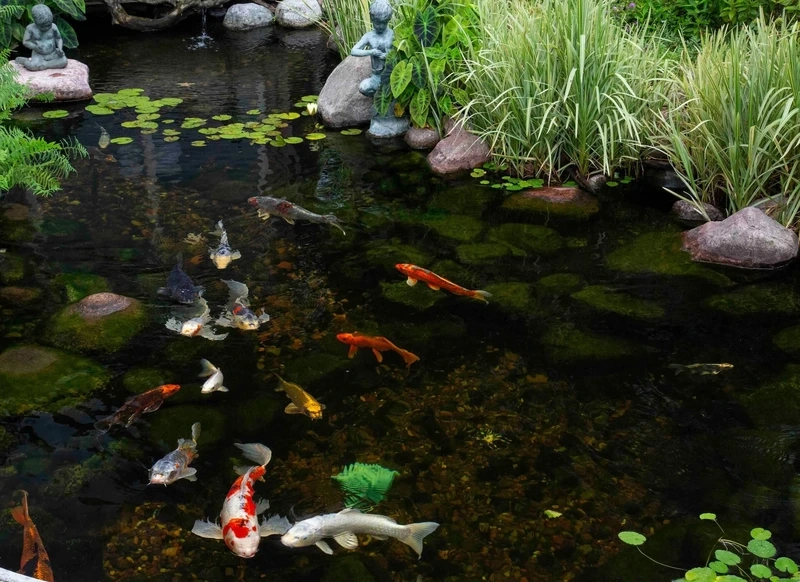 Chiêm ngưỡng hồ cá Koi hồ cá đẹp sinh động mọi góc