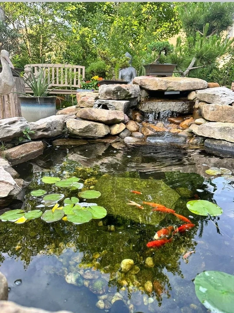 Đặc điểm nổi bật của hồ cá Koi đẹp