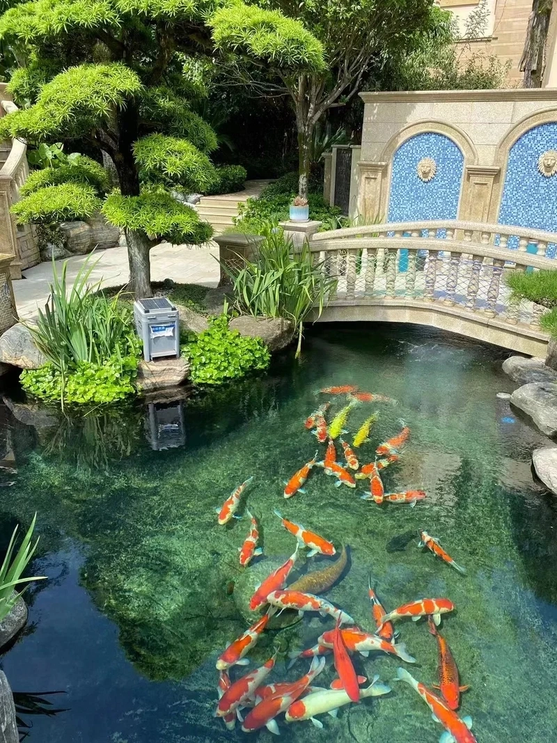 Ngắm cảnh tuyệt đẹp từ hồ cá koi đẹp view sân vườn