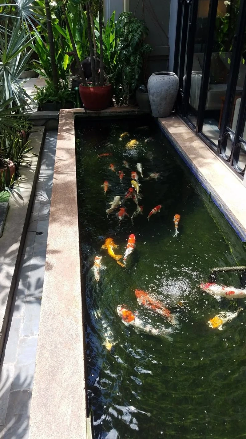 Đặc điểm nổi bật của hồ cá Koi mini 