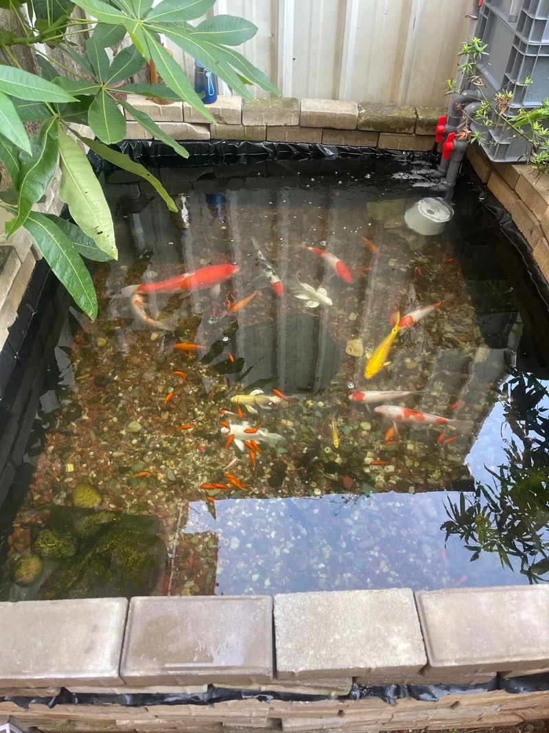 Nhà phố thêm sinh động nhờ hồ cá koi mini cho nhà phố