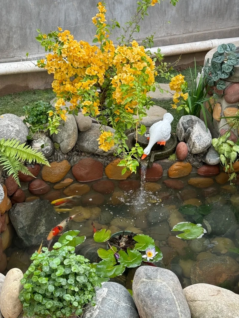 Đẹp mắt và thư giãn cùng hồ cá koi mini đẹp mắt