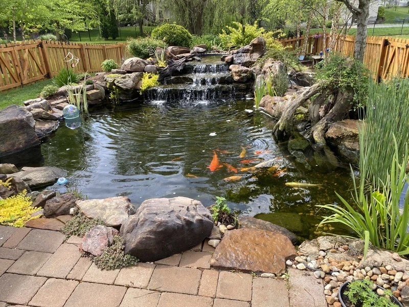 Mang may mắn vào nhà với hồ cá Koi sân vườn phong thủy