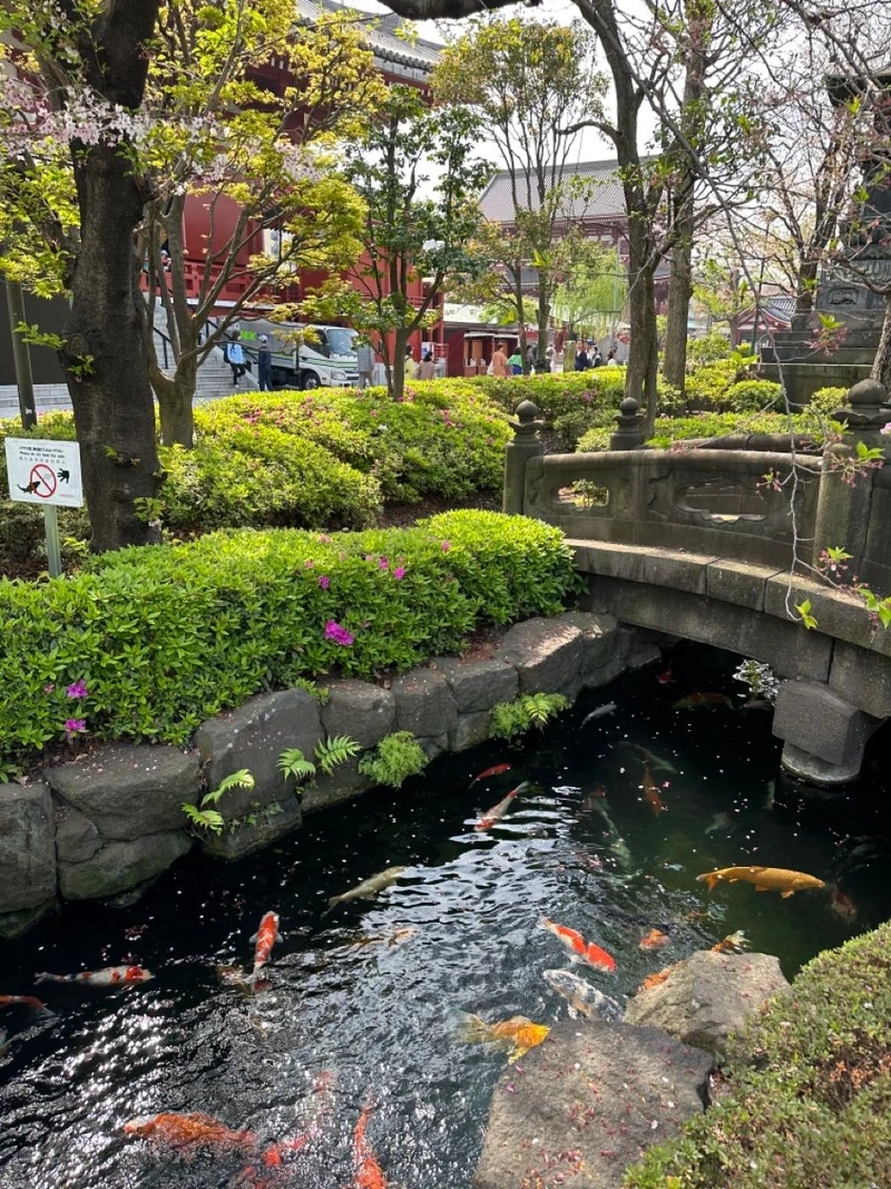 Không gian tự nhiên thư giãn với hồ cá Koi sân vườn tự nhiên