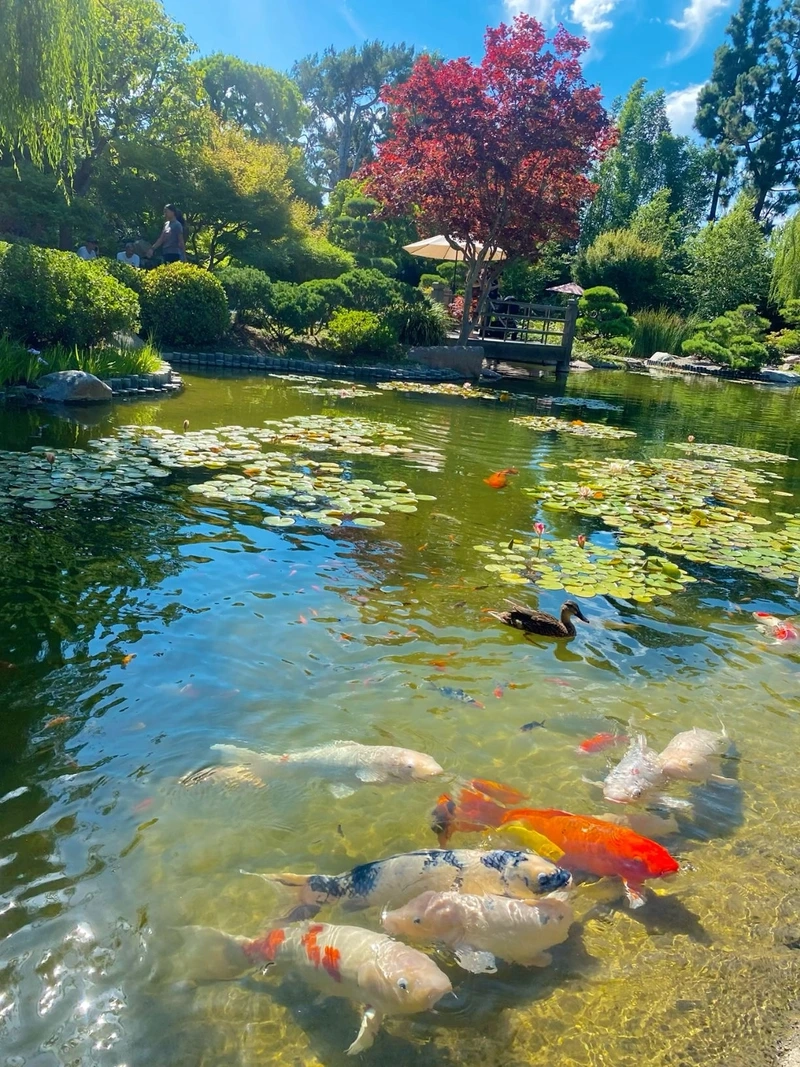 Thưởng thức cá đẹp tại hồ cá Koi sân vườn cá Koi đẹp