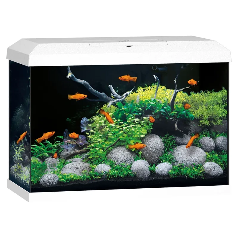 Chọn cây thủy sinh bền cho hồ để bàn