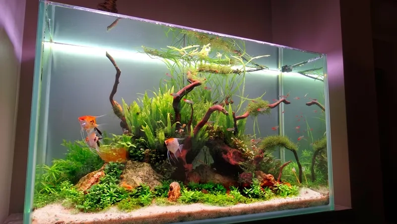 Mẹo nhân giống dương xỉ thủy sinh