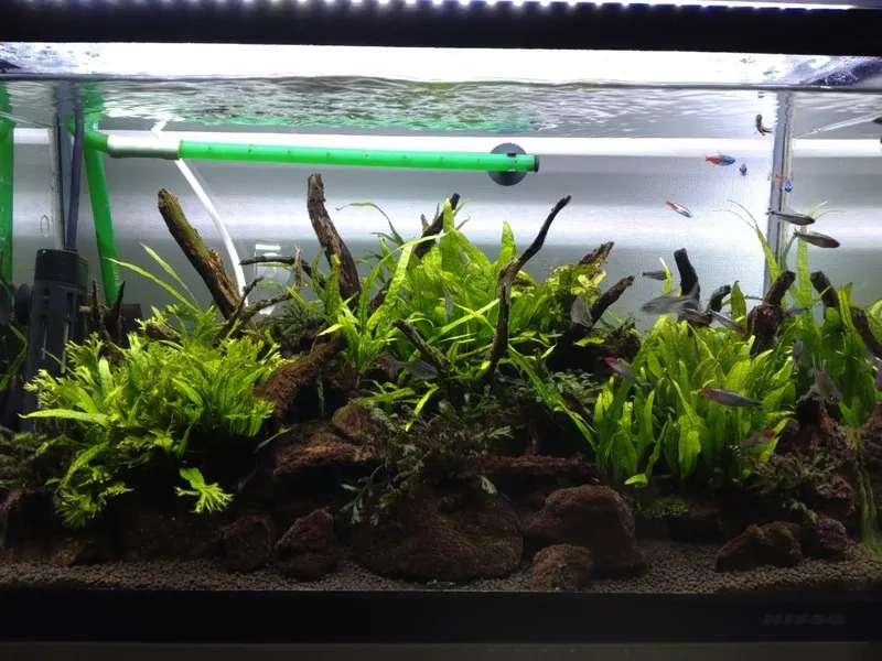 Cách trồng dương xỉ thủy sinh tốt