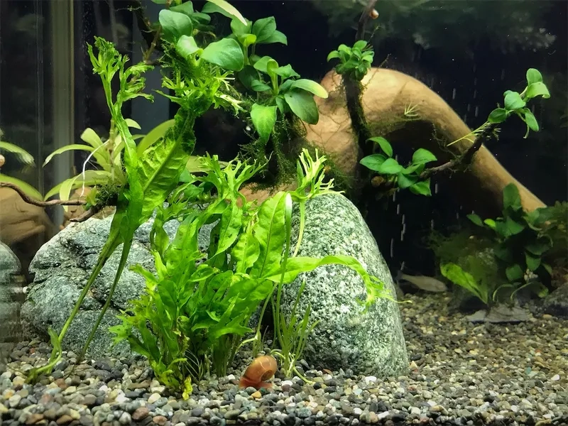 Xử lý dương xỉ thủy sinh bị đen lá