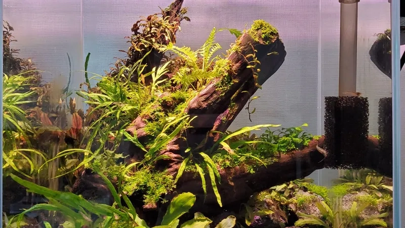 Vẻ lạ của dương xỉ bàn tay xinh