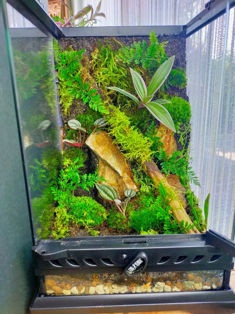 Cách chăm sóc dương xỉ thủy sinh