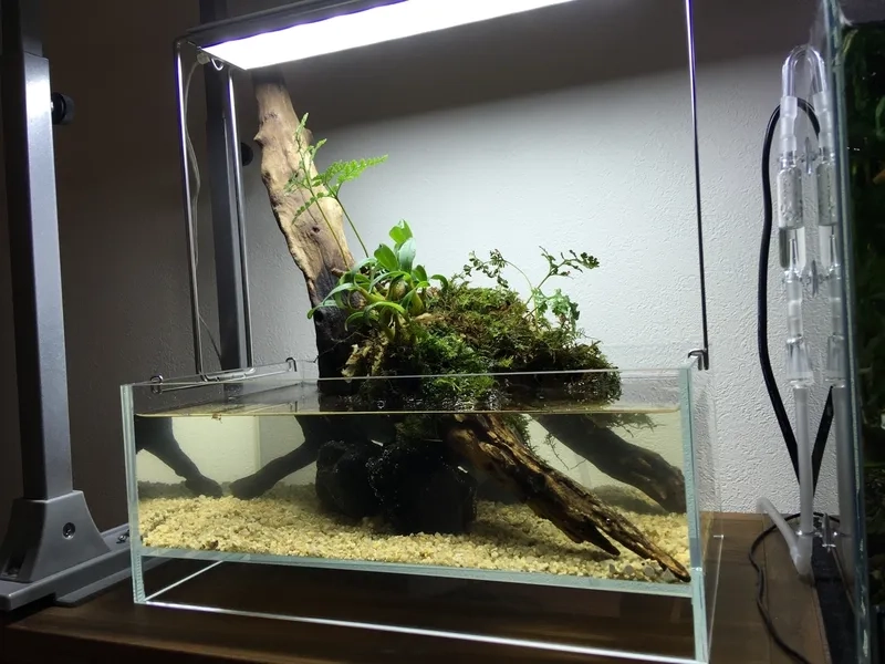 Shop bán dương xỉ thủy sinh tphcm