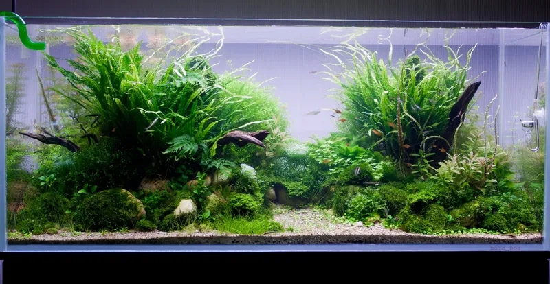 Thiết kế dương xỉ gắn đá tự nhiên