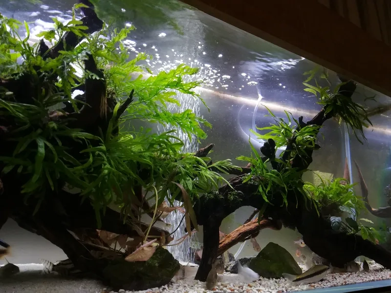 Cận cảnh dòng dương xỉ Java mượt