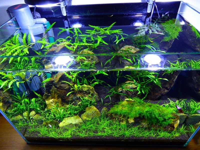 Vẻ đẹp của dương xỉ lá hẹp xanh