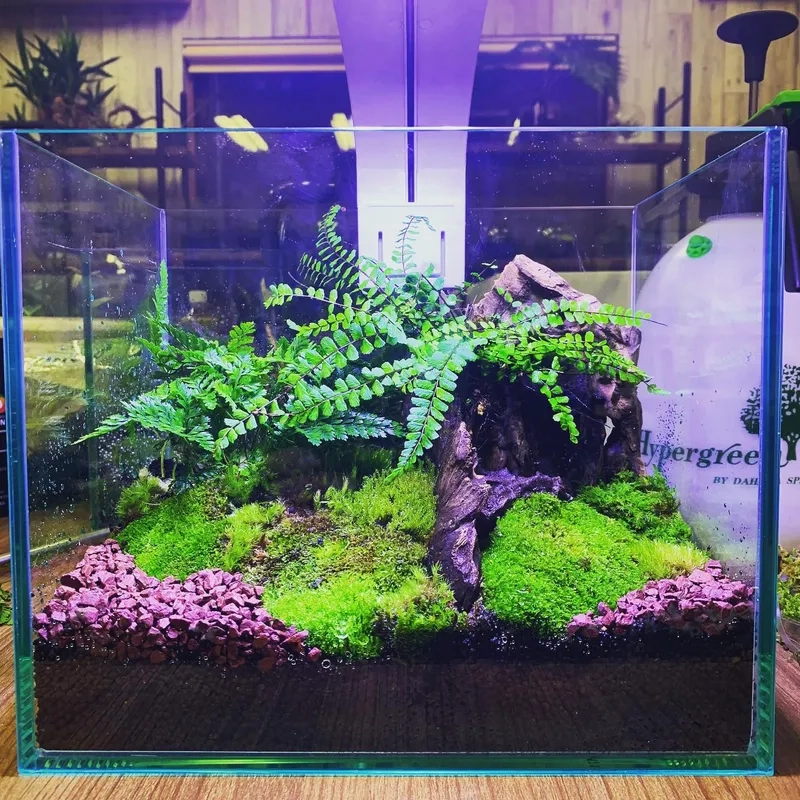 Trang trí bằng dương xỉ Trident